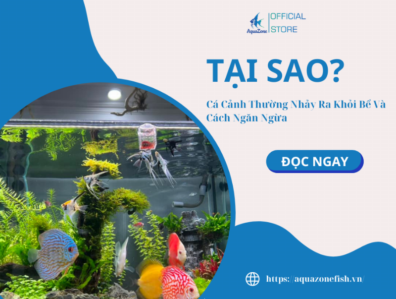 Cá nhảy ban đêm