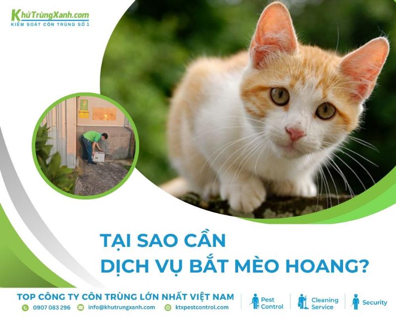 Xua Đuổi Mèo Lạ: Nhân Đạo Và Hiệu Quả