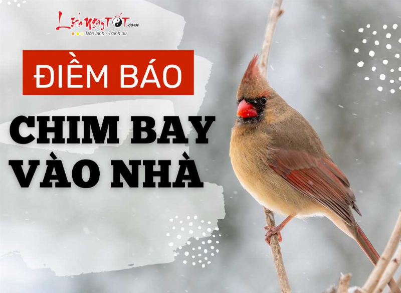 Con chim bồ câu bay vào nhà vào ban đêm: Tin tốt?