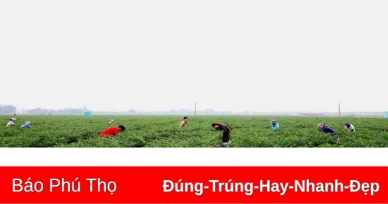 Nhiều Trái Chín Đỏ