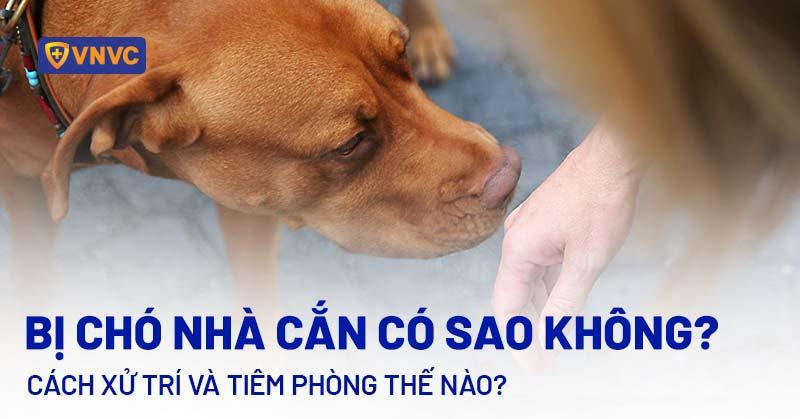 Chó vào nhà cắn người: Xử lý thế nào?
