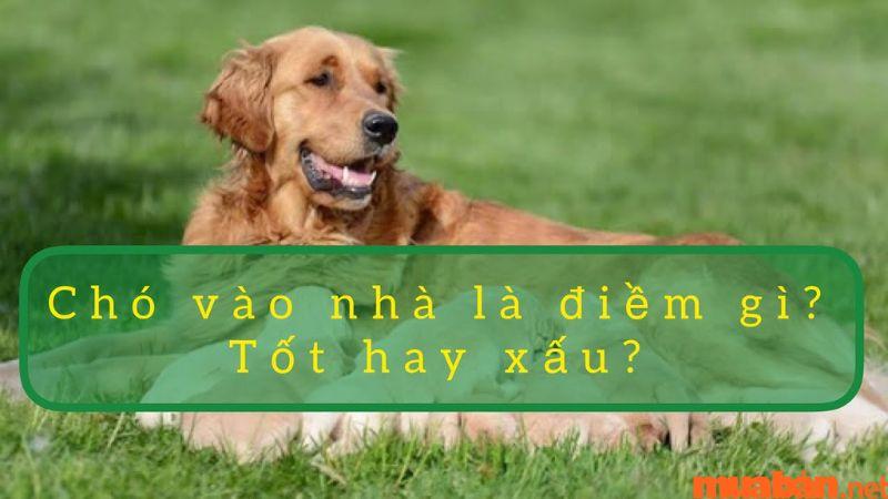 Chó vào nhà: Điềm báo may mắn?