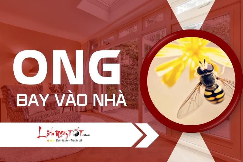 Ong bay vào nhà ban đêm: Điềm báo gì trong Tử Vi?